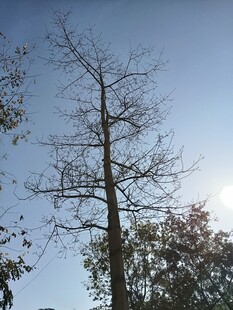 光秃树木挺立蓝天之下