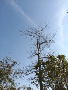 蓝天中挺立的光秃树木