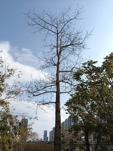 蓝天枯树旁的葱郁绿树