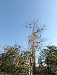 枯树挺立在葱郁树林间