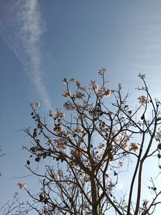 蓝天映衬下的繁花枯树