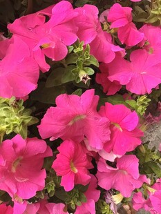 鲜艳粉色花卉绽放