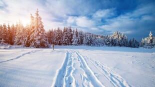 冬日雪野中的林间车辙