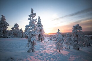 雪后森林日出美景