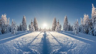 冬日雪景中的林间雪道