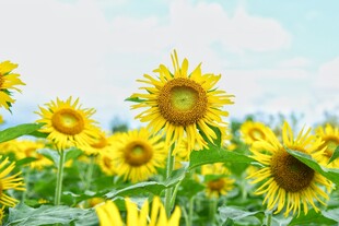向日葵花海