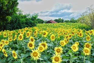 金黄向日葵花田美景
