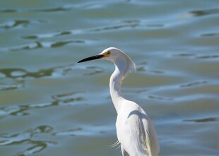 水边伫立的优雅白鹭