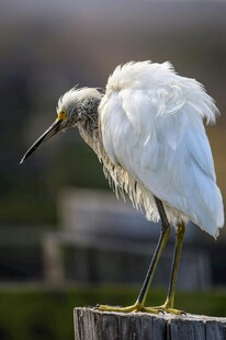 白鸟立于木桩姿态优雅