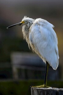 白鹭立于木桩眺望远方