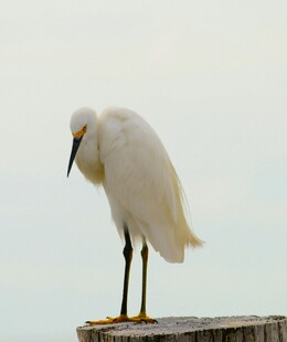 白鹭立于木桩上