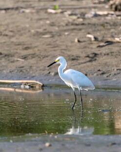 白鹭于水边优雅伫立