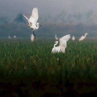 白鹭于绿野间展翅飞翔
