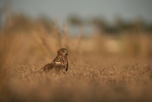 田野中的孤单小鸟