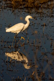 白鹭立于湿地水面倒影