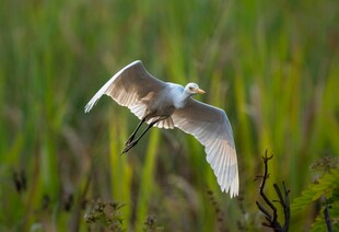 白鹭于绿野间展翅飞翔