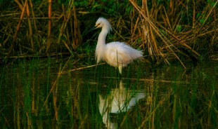 水中白鹭倒影的静谧画面