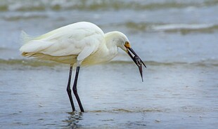 白鹭海边捕食瞬间
