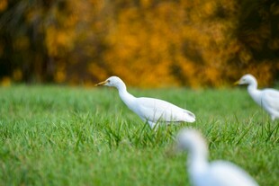 草地上的几只白鸟