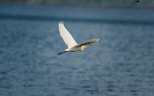 水面上飞翔的白色飞鸟