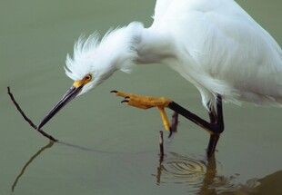 白鹭水中觅食优雅瞬间