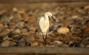 水边白鹭立于石间
