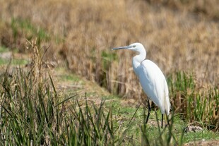 白鹭立于草地间