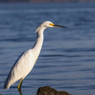 水边伫立的优雅白鹭