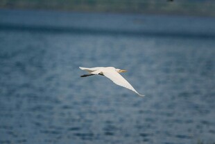 白鹭于湖面展翅飞翔