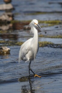 白鹭于浅滩悠然漫步