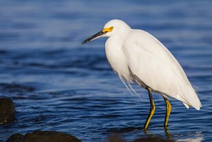 水边站立的优雅白鹭