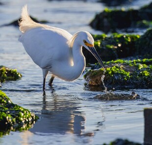 白鹭水中觅食优雅瞬间