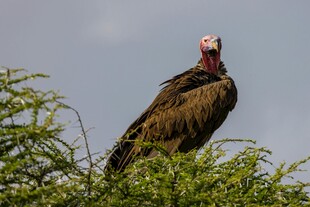 枝头站立的秃鹫