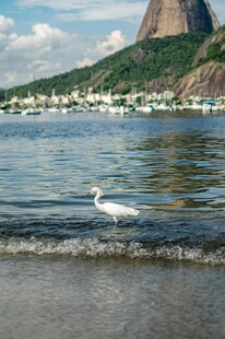 海边白鹭与远处山峦景观