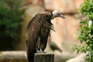 站在木桩上的秃鹫