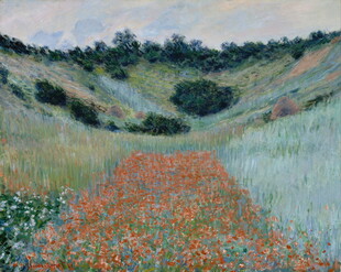 田野中的绚烂罂粟花海