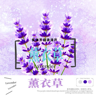 薰衣草版面排版