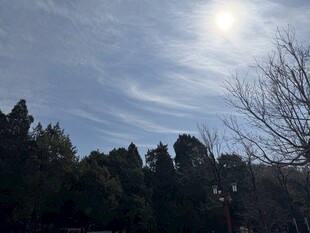 冬日林间阳光洒下景象