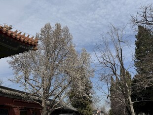 古建旁的萧瑟树木景观