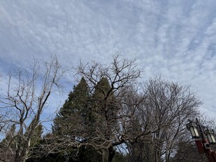 天空下的树木景观