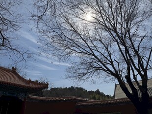 冬日古建旁的光秃树木