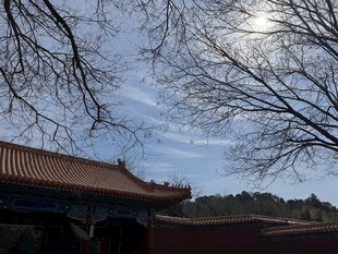 古建蓝天树枝相映成趣