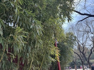 绿叶繁茂的树木景观