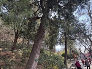 林间漫步场景