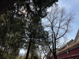 古建旁光秃树木景致