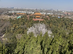 俯瞰绿树环绕的中式建筑