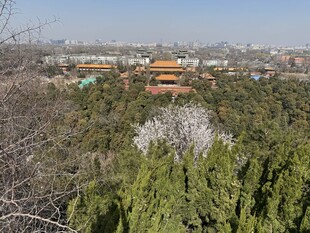 俯瞰景山公园古建筑景观