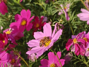 蜜蜂采蜜于绚烂波斯菊