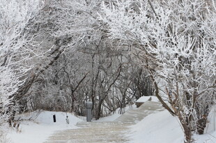 雪覆树林中的宁静小道