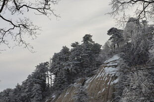 雪覆山林 峭壁孤树景致